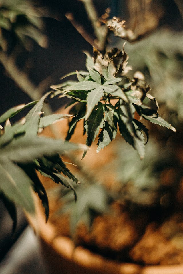 Cannabis et Sexualité : Améliorer l'Intimité Naturellement