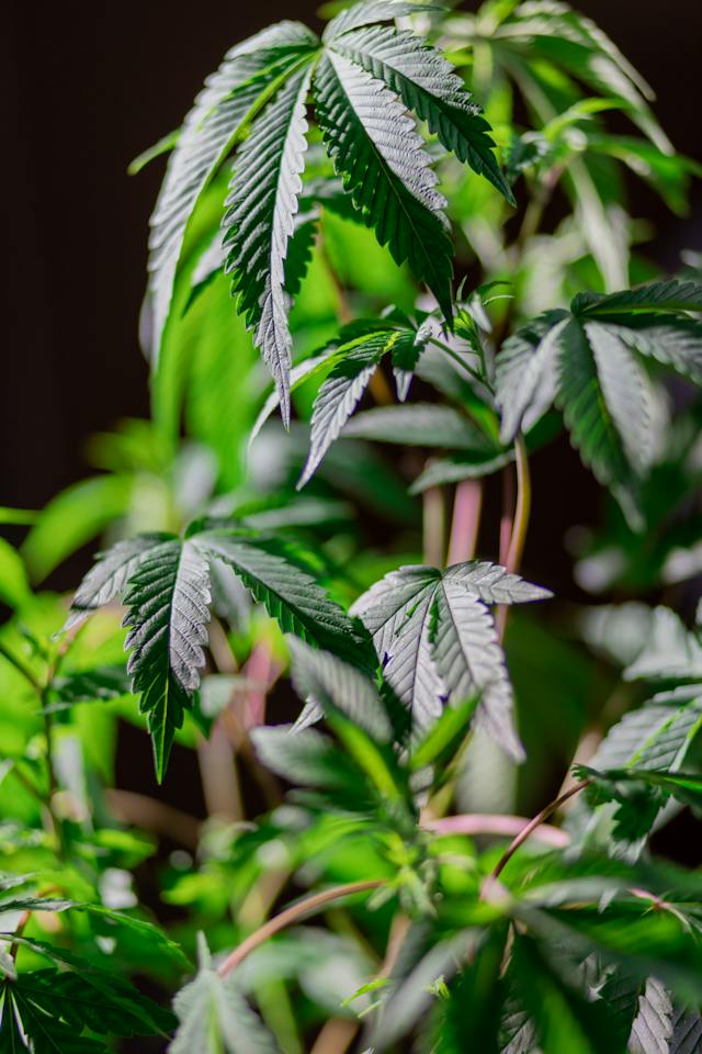 Cannabis et Sommeil : Trouver la Voie vers un Meilleur Repos